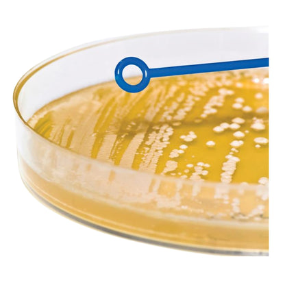 Asa de Siembra Bacteriológica